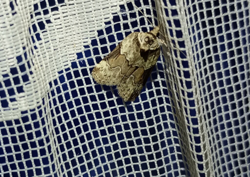 Banded Nycteoline