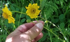 Kyhosia bolanderi