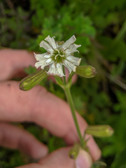 Silene parryi