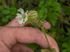 Silene parryi
