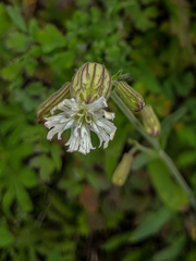 Silene parryi