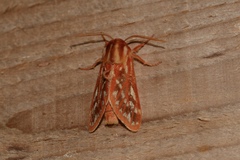 Lophocampa roseata