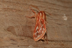 Lophocampa roseata