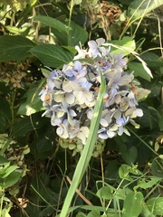 Hydrangea macrophylla