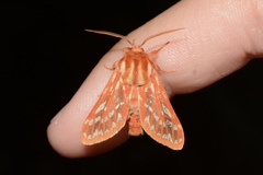 Lophocampa roseata