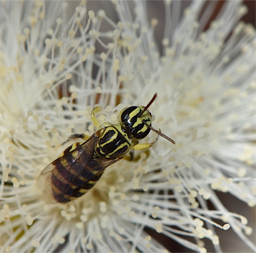 Callohesma flavopicta