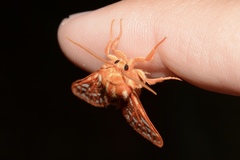 Lophocampa roseata