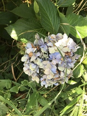Hydrangea macrophylla