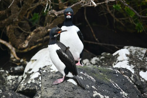 Campbell Shag (Leucocarbo campbelli), photo 4