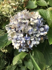 Hydrangea macrophylla