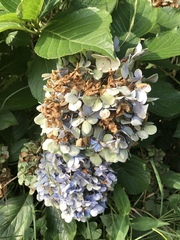 Hydrangea macrophylla