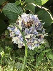 Hydrangea macrophylla