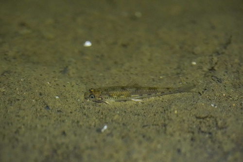 Yangtze-dwerggrondel (Microphysogobio chinssuensis) — Cyprinidae