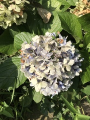 Hydrangea macrophylla