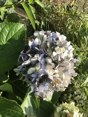 Hydrangea macrophylla