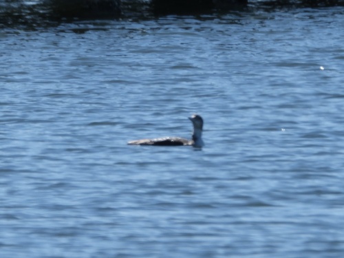 Common Loon