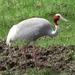 Sarus Crane - Photo (c) Vishal Bhave, some rights reserved (CC BY-NC-SA), uploaded by Vishal Bhave