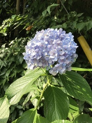 Hydrangea macrophylla