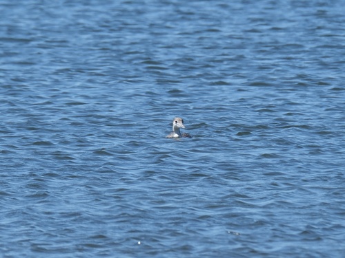 Common Loon