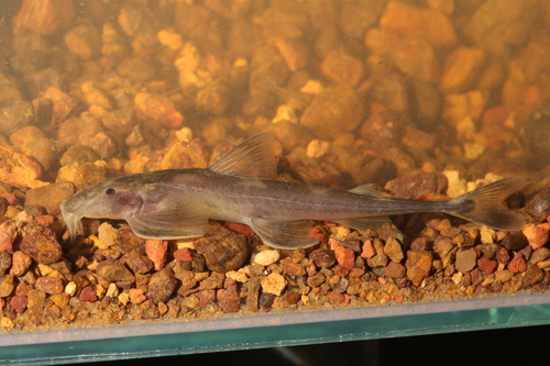 Typical sand catfish (Doumea typica) — Amphiliidae