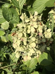 Hydrangea macrophylla