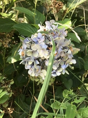 Hydrangea macrophylla