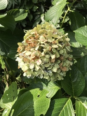 Hydrangea macrophylla