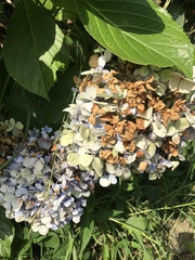 Hydrangea macrophylla