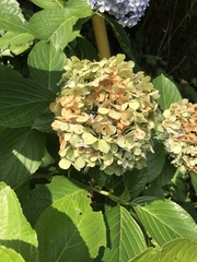 Hydrangea macrophylla