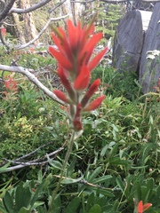 Castilleja parviflora