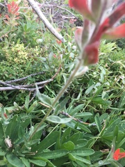 Castilleja parviflora