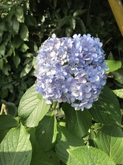 Hydrangea macrophylla