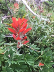 Castilleja parviflora