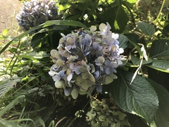 Hydrangea macrophylla