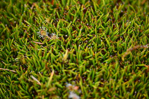 Astelia subulata (Astelia subulata)