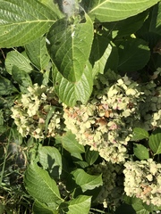Hydrangea macrophylla
