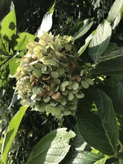 Hydrangea macrophylla