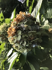 Hydrangea macrophylla