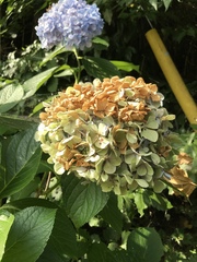 Hydrangea macrophylla