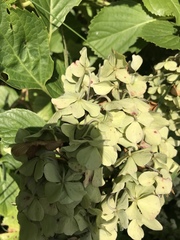 Hydrangea macrophylla