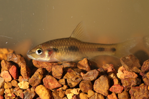 African Redfinned Barb
