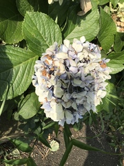 Hydrangea macrophylla