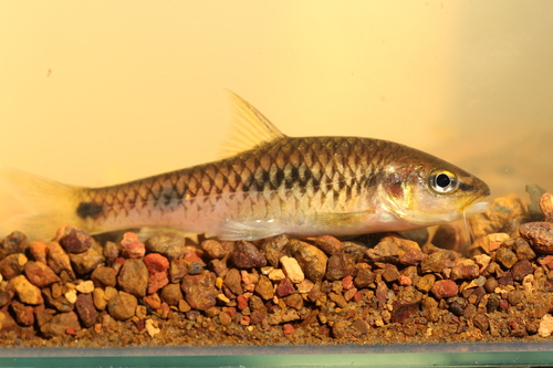 African redfin barb (Enteromius camptacanthus) — Cyprinidae — 3