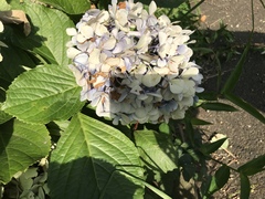 Hydrangea macrophylla