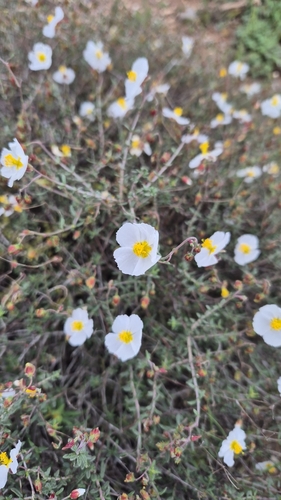 Helianthemum almeriense (Helianthemum almeriense)