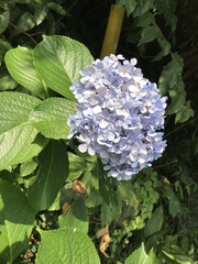 Hydrangea macrophylla