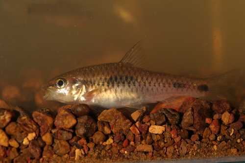 African redfin barb (Enteromius camptacanthus) — Cyprinidae — 4