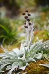 Pleurophyllum hookeri, photograph (c) Flavien Saboureau, some rights reserved (CC BY)