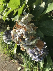 Hydrangea macrophylla