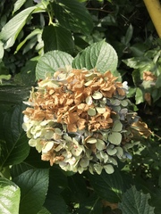 Hydrangea macrophylla